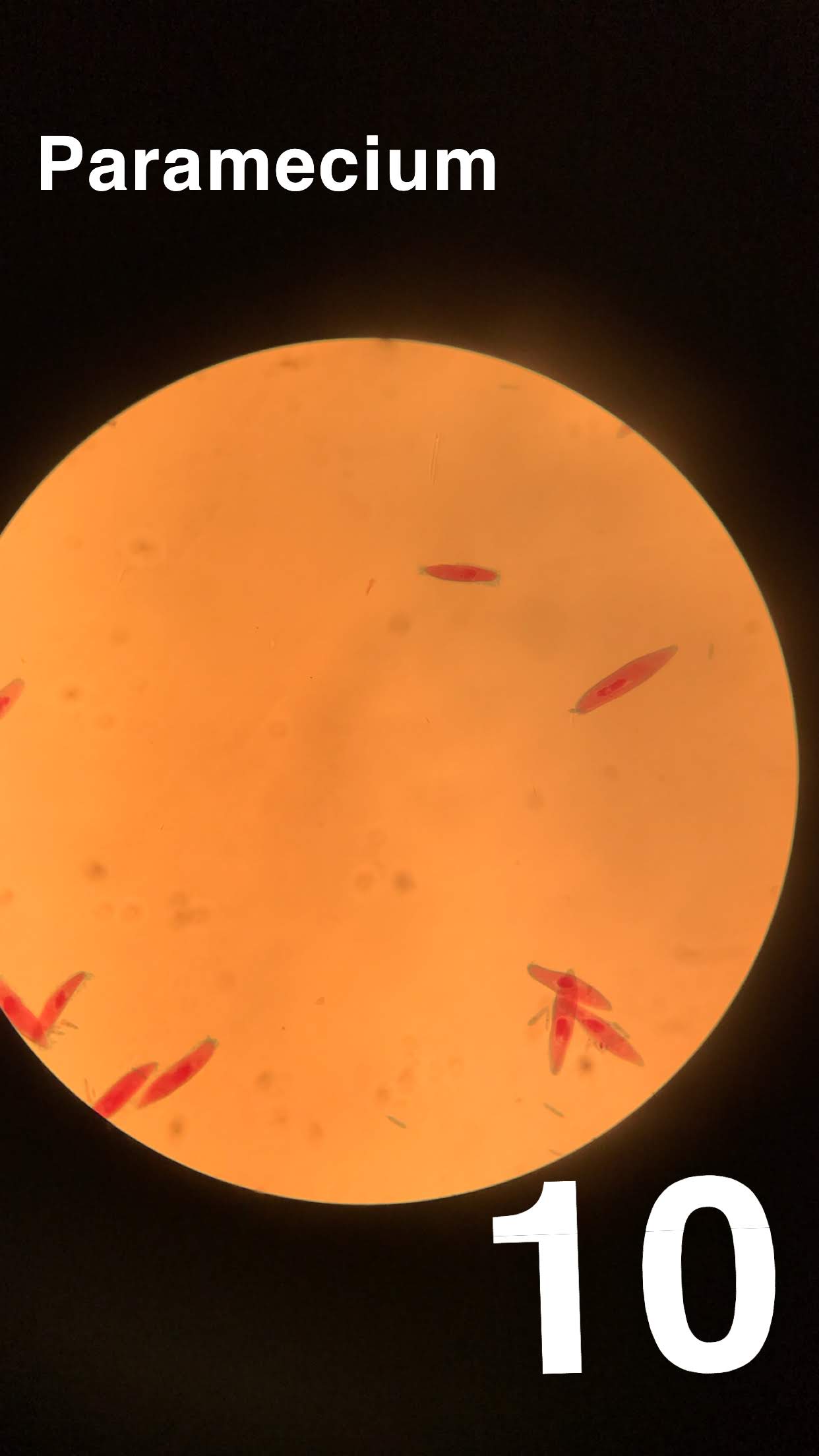 paramecium 10