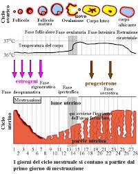 Ciclo mestruale