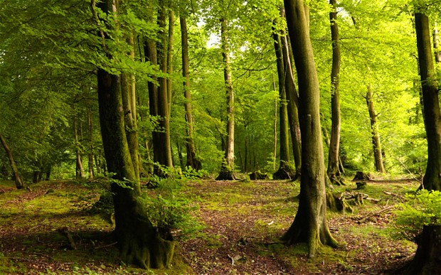 Treekind