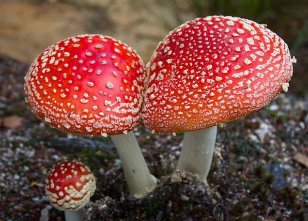 Fungi