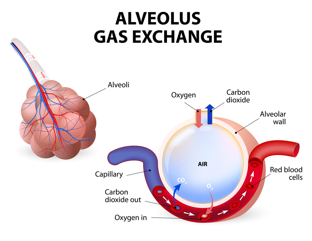 0xygen and carbon 
dioxide being exchanged