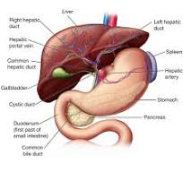 Liver