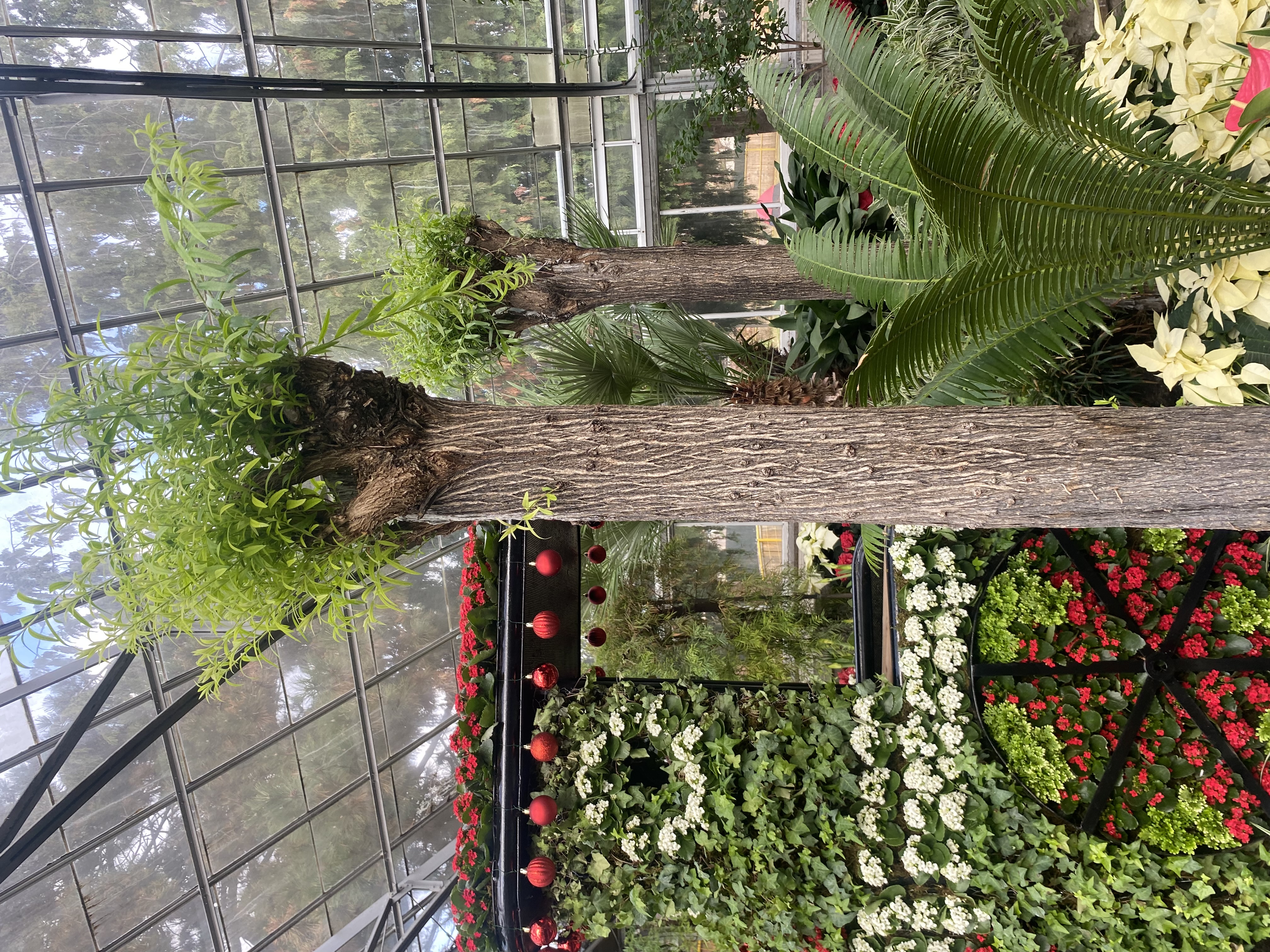 Common name:  Wheeping Willow tree