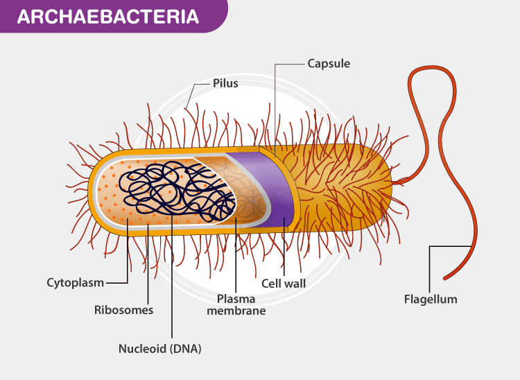 Constructed with a cell wall, cell membrane, flagella, ribosomes, and DNA; all of which is shared with eubacteria.
