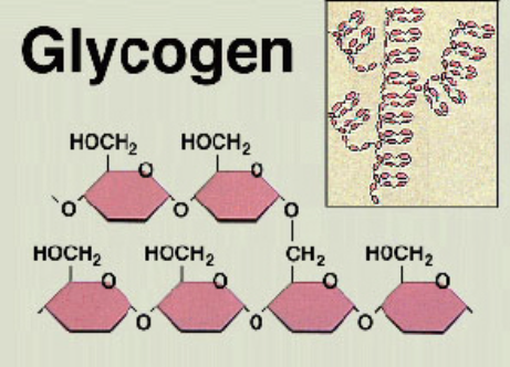 Glycogen 
-animals 
-similar to amylopectin in structure 
-α 1–4 main chain linkages and α 1–6 branch-point linkages 
-has mo