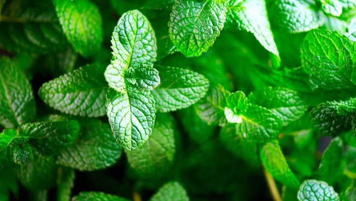 Mint