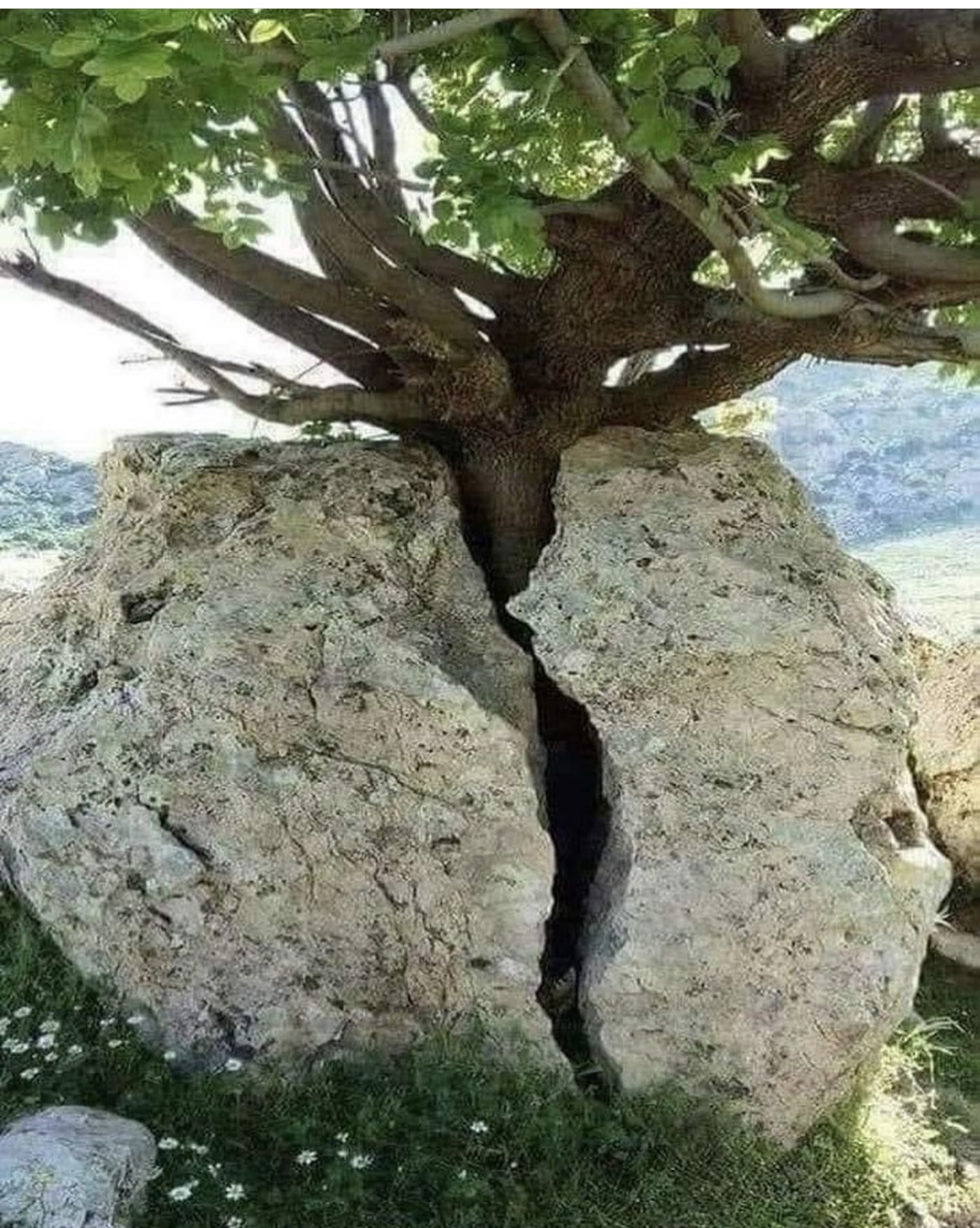 Culture grows despite the soil