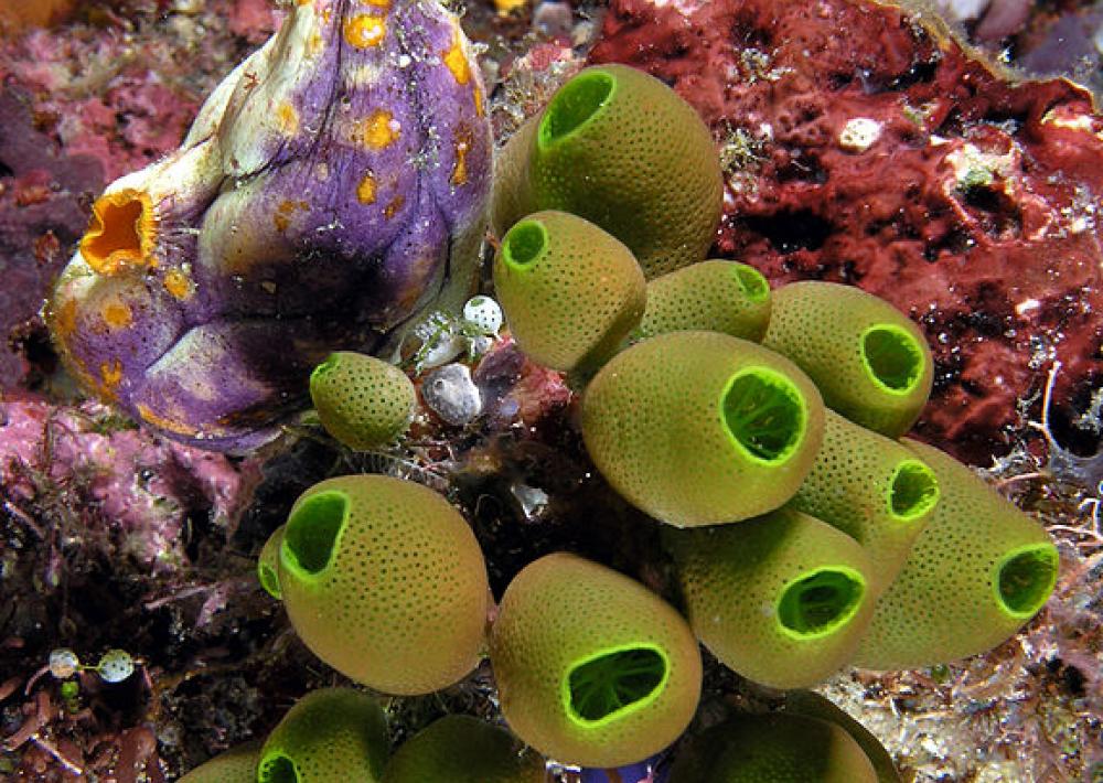 Tunicata