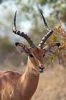 Impala