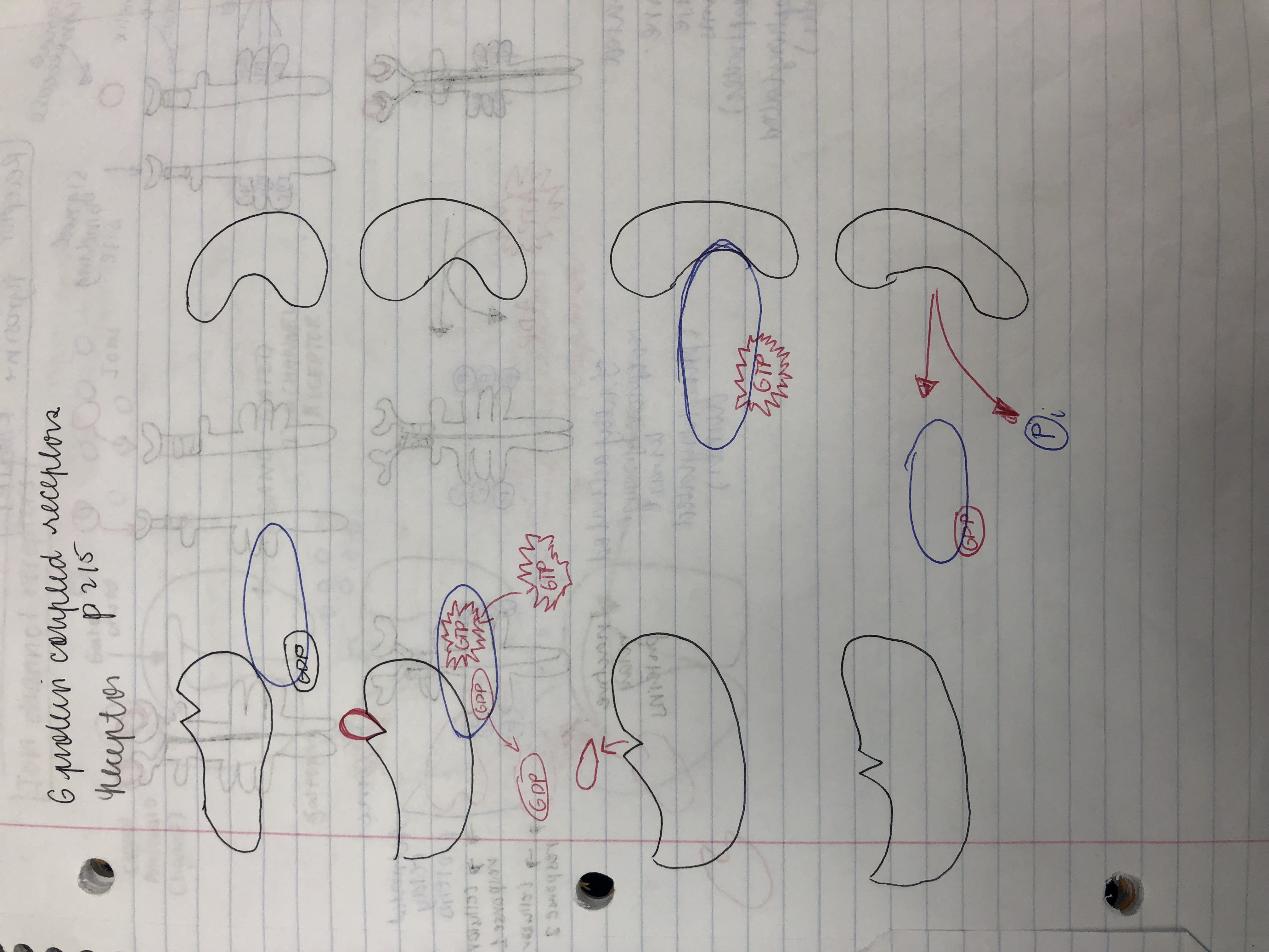 G protein Coupled Receptor