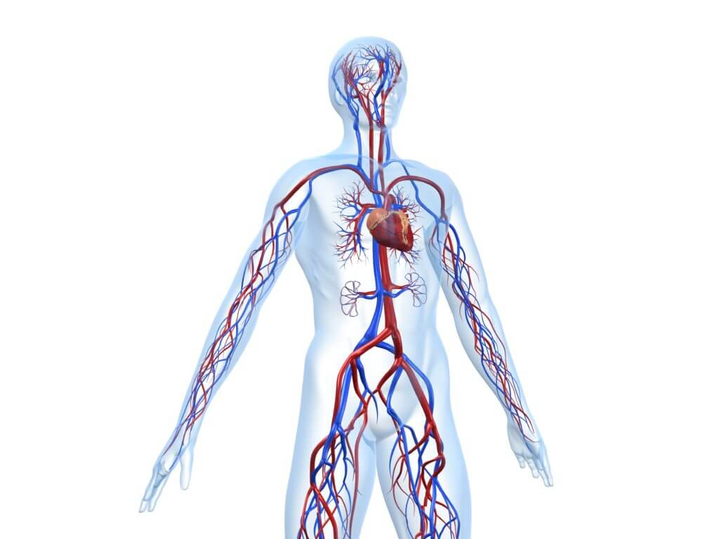 Circulatory System Image