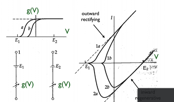 slope g / E is equilib /  current is dep on driving force (E--> eq disparity / once cross x, start leaving cell vs entering /