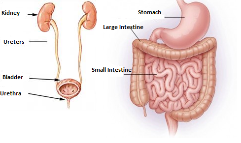 Risks to urinary tract/bowel/intestines
