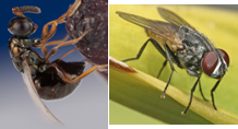 Mosca casera y avispa parasita