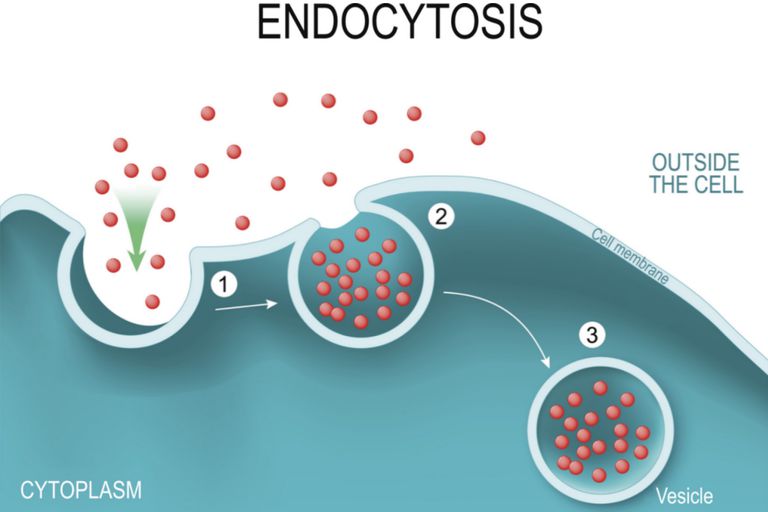 the process of substances moving from the exterior to the interior of the cell.