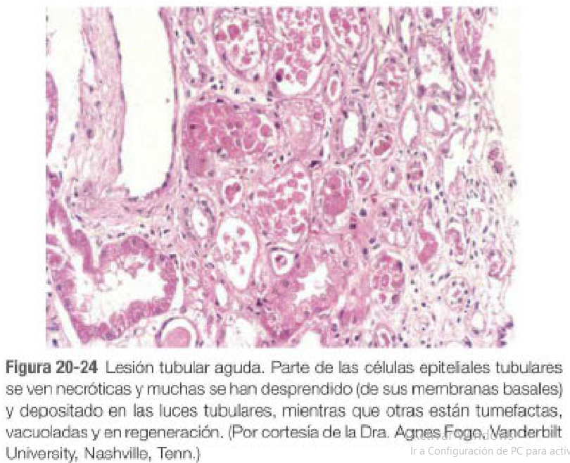 Histología