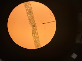 Fern leaflet, 100x