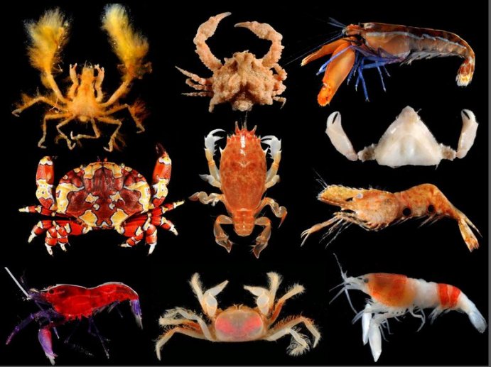 Crustacea