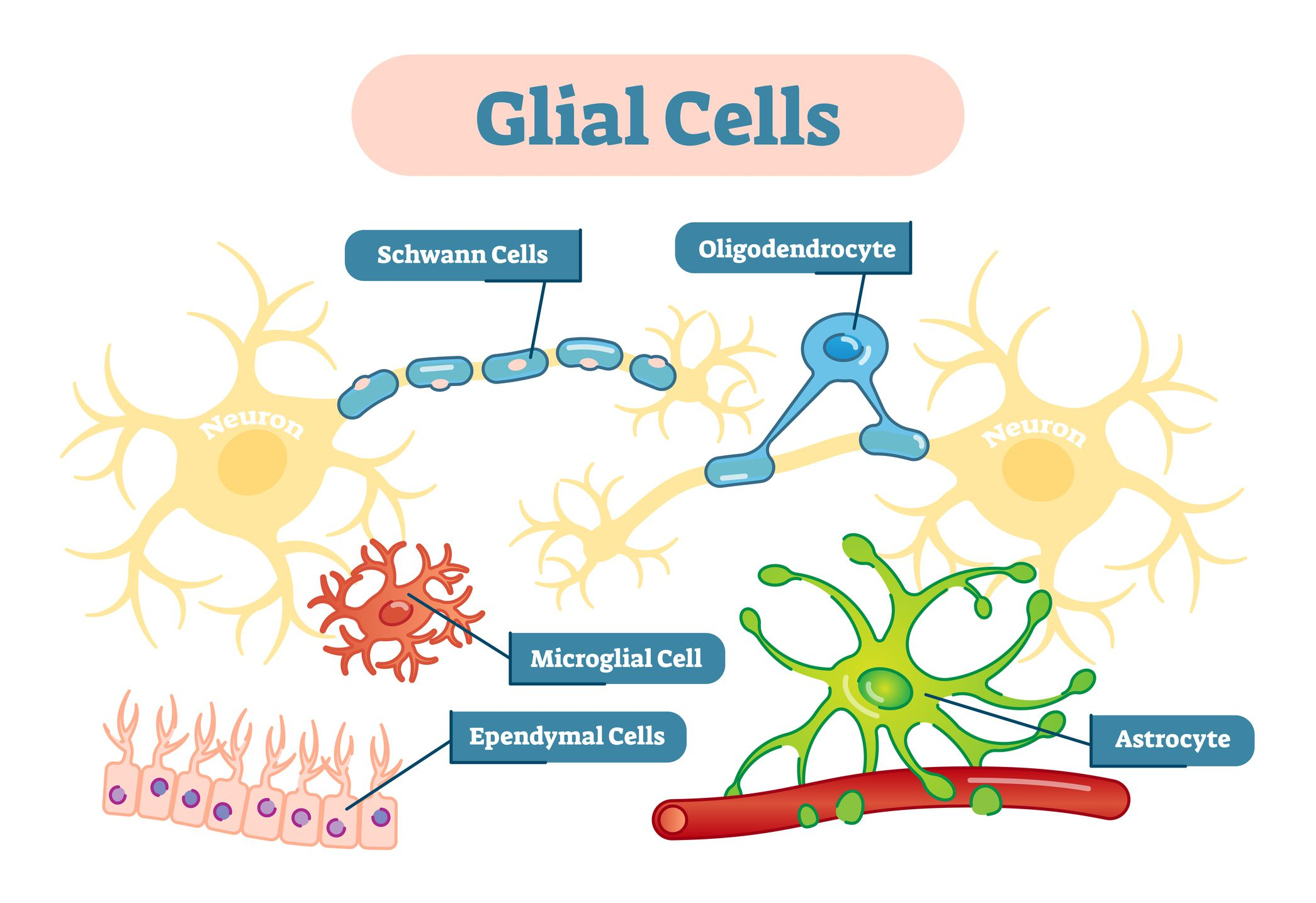 Células Gliales (Corr, 2008)