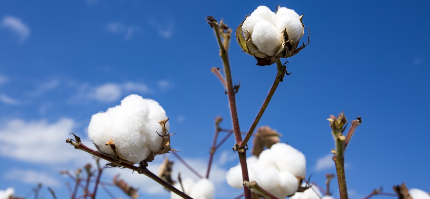 COTTON