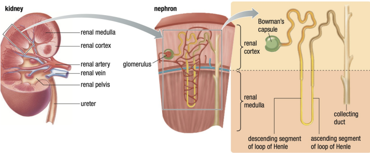 Kidney