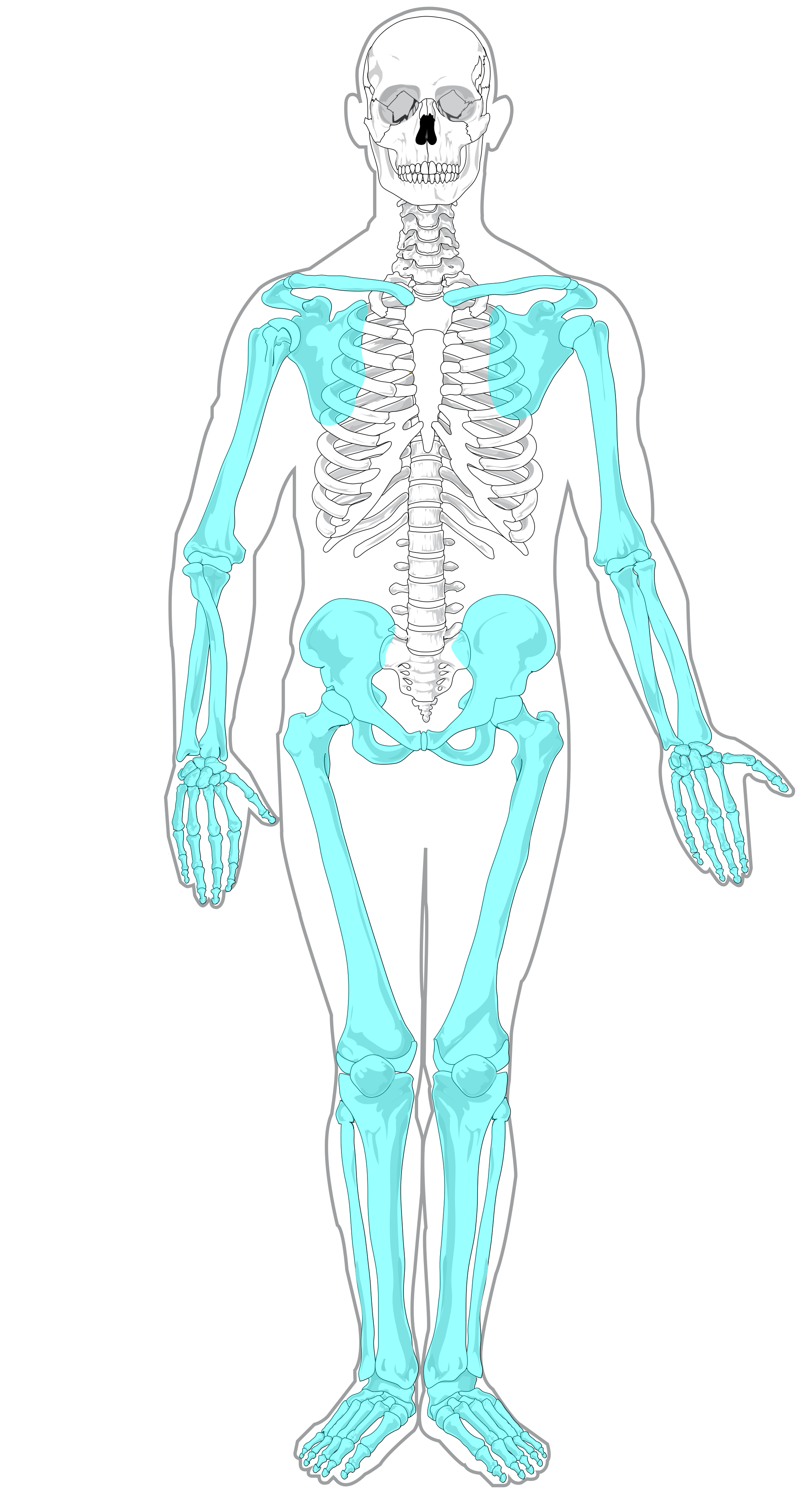 appendicular skeleton