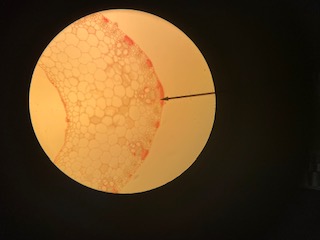 Monocot: Zea mays leaf, 100x