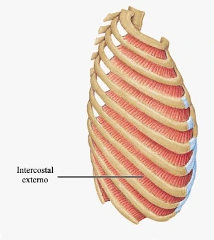 Intercostales externos