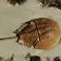 horseshoe crab