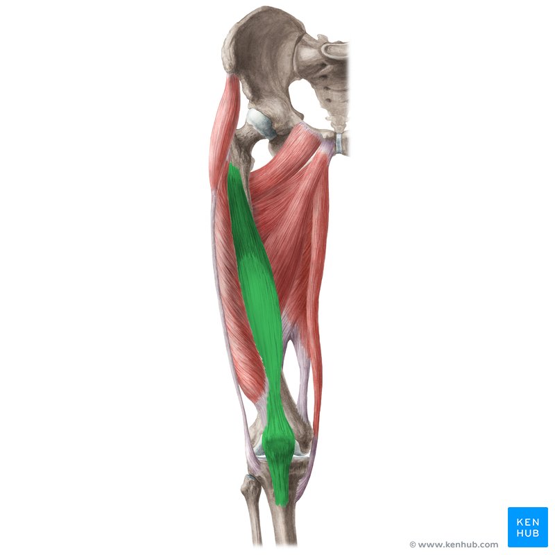 Vastus Intermedius