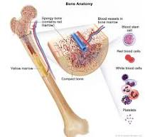Bone Marrow