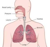 Lungs