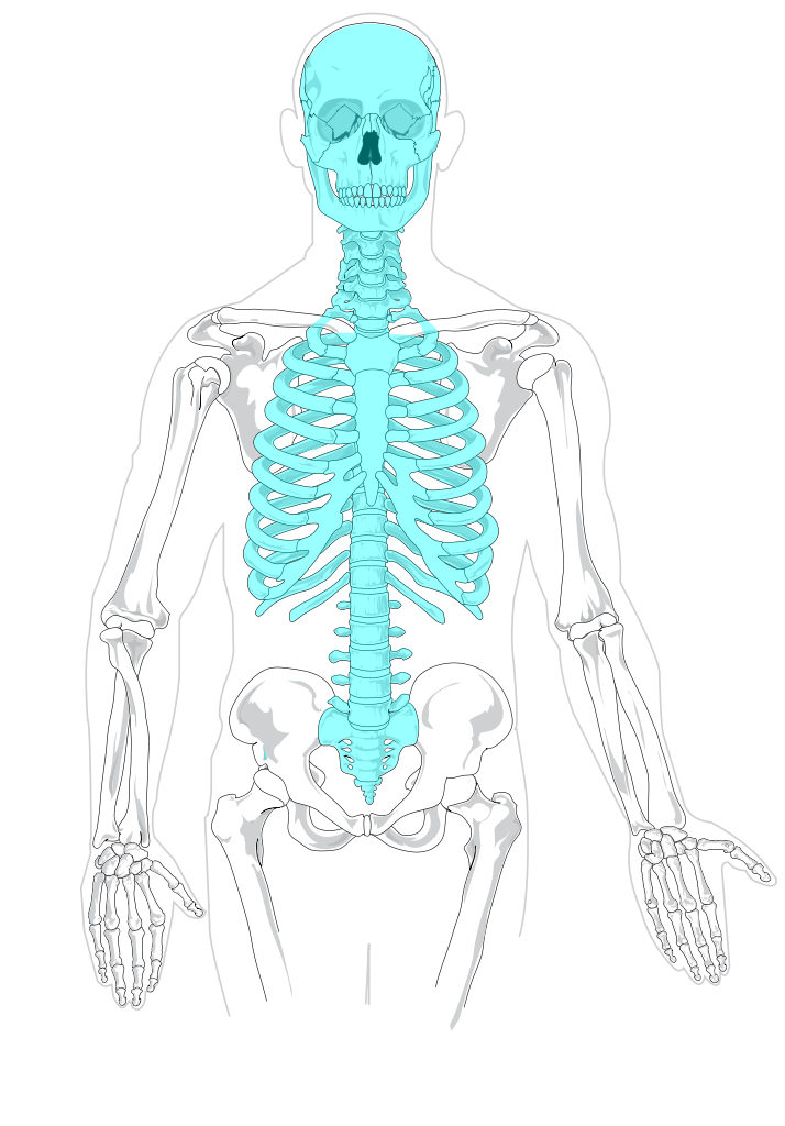 axial skeleton