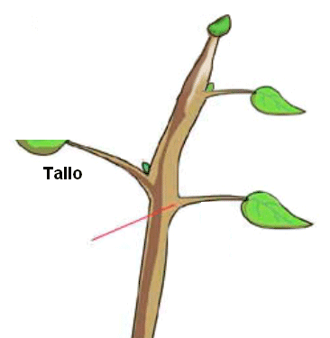 El tallo