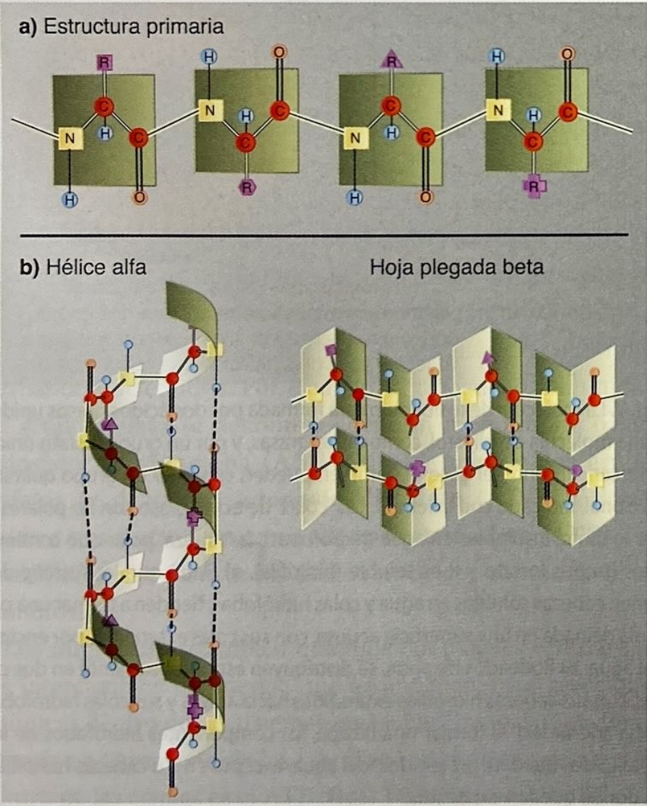 a) Estructura de las proteinas
b) Estructura secundaria: helice alfa, hoja plegada beta