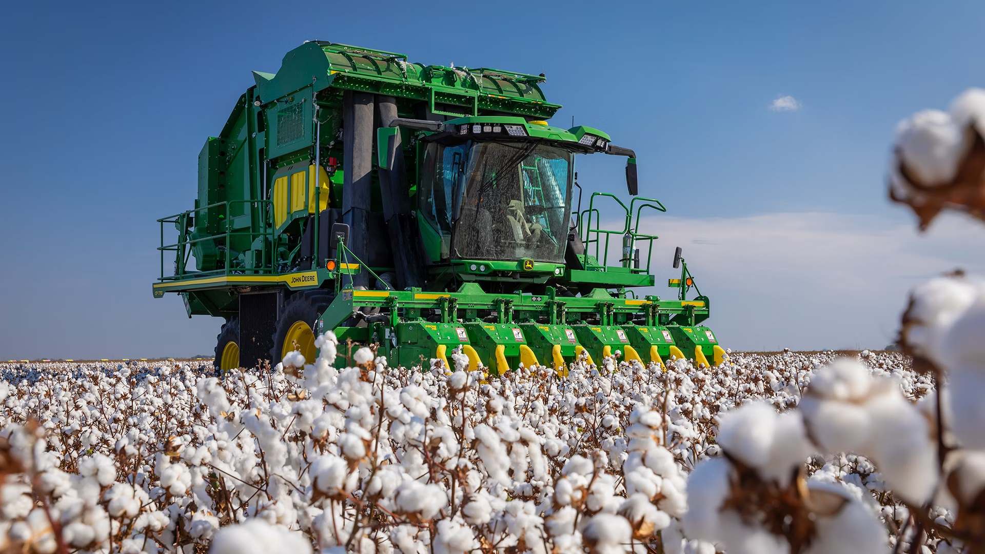 The fluffy balls created by the cotton plants are then harvested by tractors.
