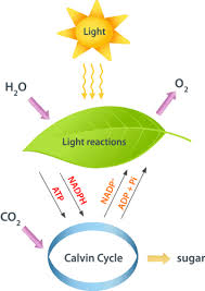 Light