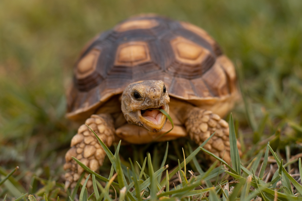 The turtle Hector was Romeo and Juliet's pet that perished following an incident the morning after their nuptials. Romeo and 