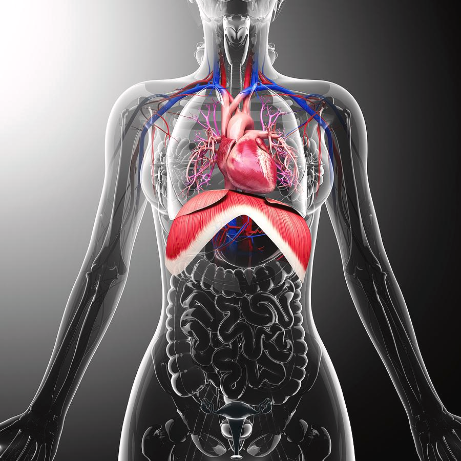 Respiratory System Image