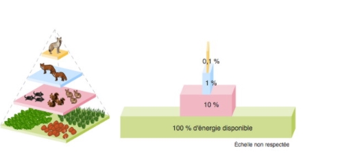 Pyramide d'énergie