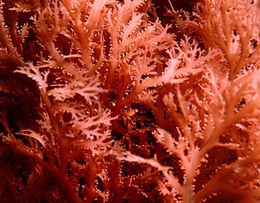 Rhodophytes