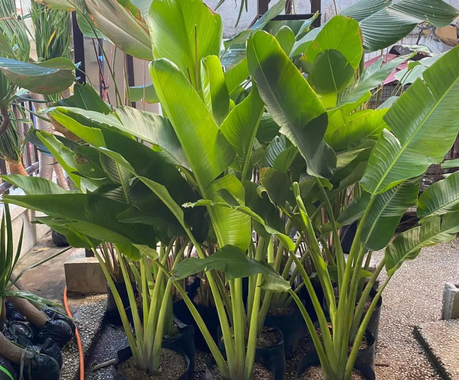 Common name: Birds of Paradise tree