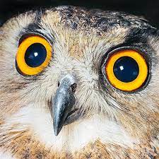 Bubo