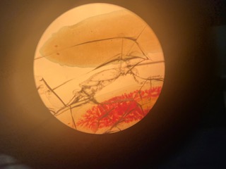 Planaria whole-mount, 40x