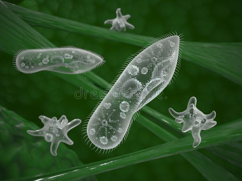 REINO PROTOCTISTA: LOS PROTOZOOS