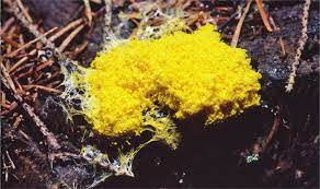 Plasmodium