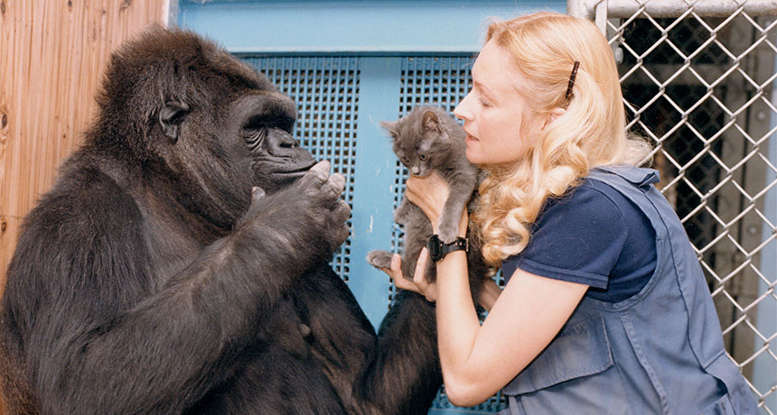 many primates posses the potential for higher degrees of 'language', here Koko the Gorilla is taught over 1100 human words, a