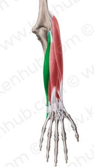 Extensor cubital del carpo