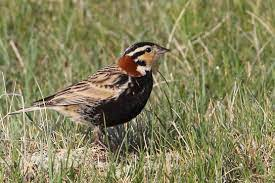 "One of the prairie birds that is most threatened is the chestnut-collared longspur. Artuso said that according to breeding s