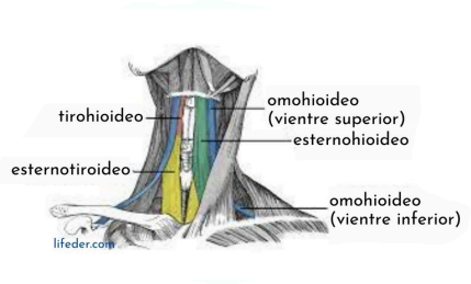 Musculos infrahioideos
